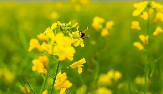 吃油菜花有哪些好處？油菜花和油菜有哪些區(qū)別