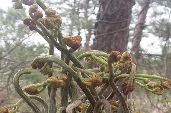 蕨菜的做法有哪些？蕨菜的食用禁忌