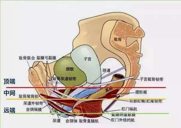 女性陰部真實(shí)照片：計劃女人真實(shí)完美陰道及處女膜解剖學(xué)圖片【多圖】