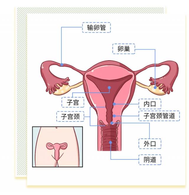 女人陰道是什么樣子的圖片科普 陰部真實構(gòu)造解剖結(jié)構(gòu)圖