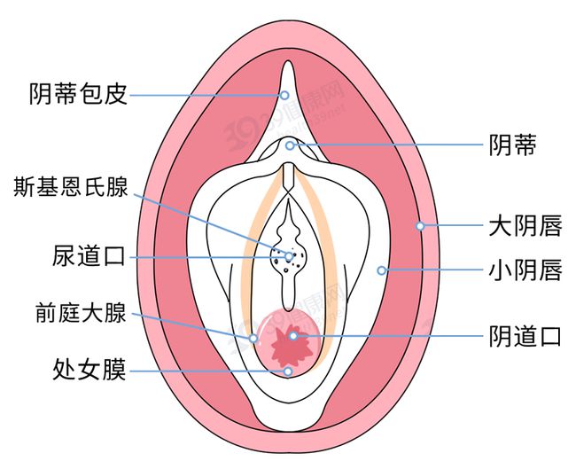 女人的兩瓣陰唇是不一樣大小的？女人兩片陰唇不一樣大嗎？[圖]