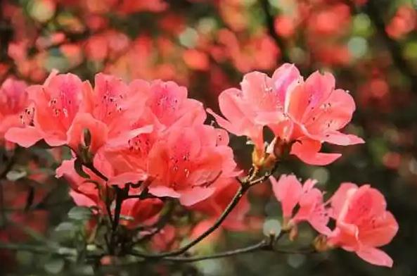 杜鵑花的花語是什么呢？杜鵑花的花期是什么時候？