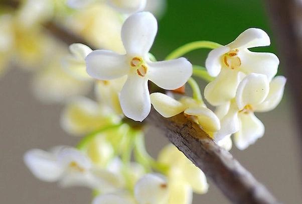 桂花的保存方法是什么？新鮮的桂花怎樣曬干保存？