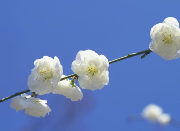 種植梅花用什么土 粘土壤土沙壤土微堿性土