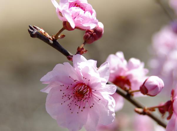 梅花如何進行修剪 根據(jù)生長季花前花后選擇剪枝