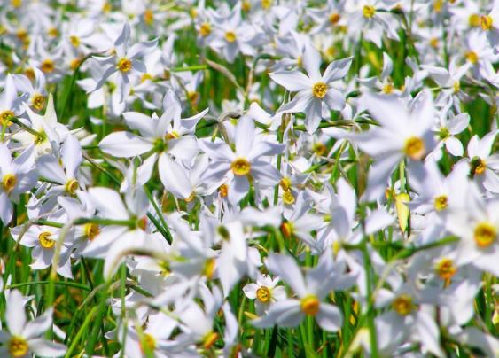 水培水仙花多久能開(kāi)花 40天左右從溫度方面控制