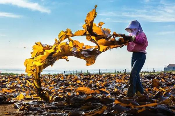 海帶含鈣高嗎？海帶嘌呤高嗎？