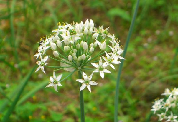 韭菜花醬發(fā)酵時(shí)間是多久？韭菜花醬可以長(zhǎng)期儲(chǔ)存嗎？