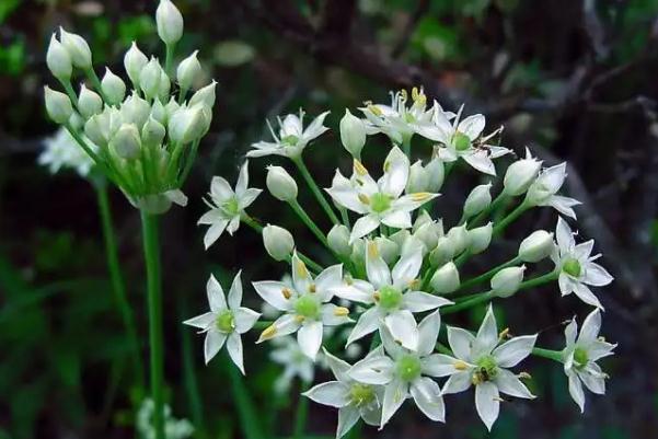 韭菜花的花可以吃嗎？韭菜花怎么清洗算干凈？