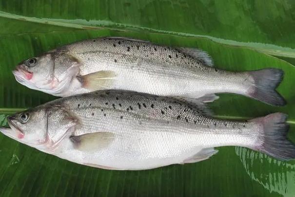 菜市場的鱸魚是海魚嗎？一斤半的鱸魚蒸幾分鐘？