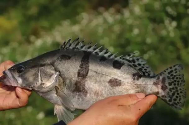 桂魚刺多嗎？桂魚是淡水魚嗎？