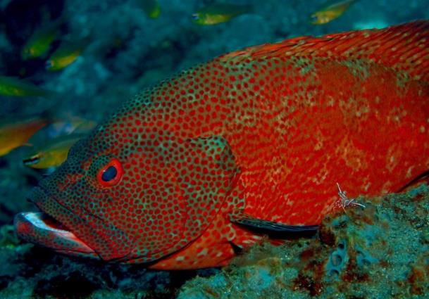 吃石斑魚(yú)會(huì)過(guò)敏嗎 高蛋白質(zhì)食物,含過(guò)敏源