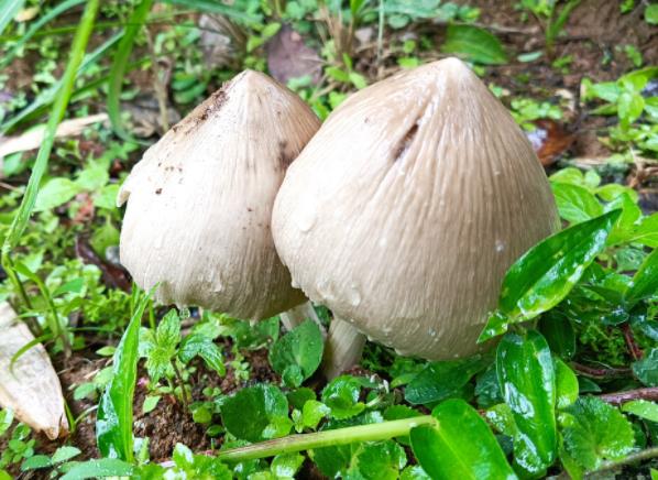 蘑菇燒湯怎樣不發(fā)黑 蘑菇燒湯需要焯水嗎