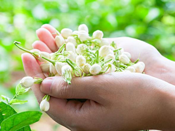 喝茉莉花茶可以加檸檬嗎 茉莉和什么一起泡最好