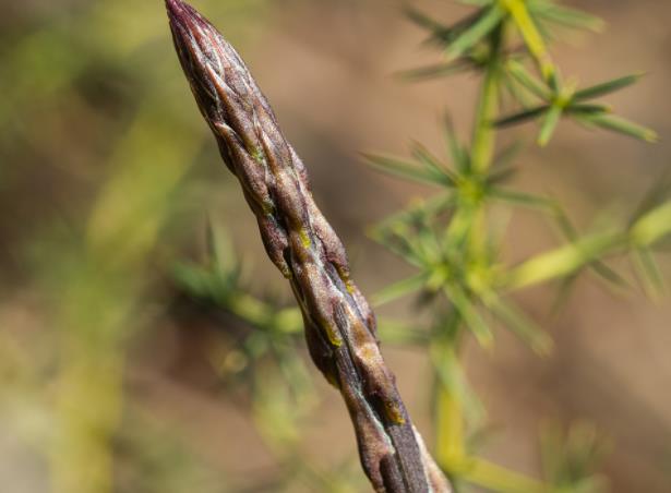 蘆筍是涼性還是熱性 涼性蔬菜,寒性體質(zhì)下載慎吃