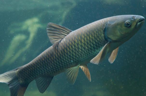 草魚(yú)的魚(yú)尾能吃嗎 草魚(yú)哪些部位不能吃