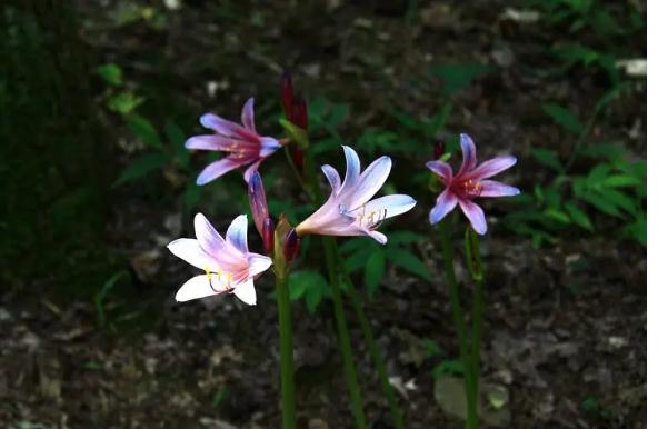 石蒜科花卉有哪些？宿根花卉有哪些？