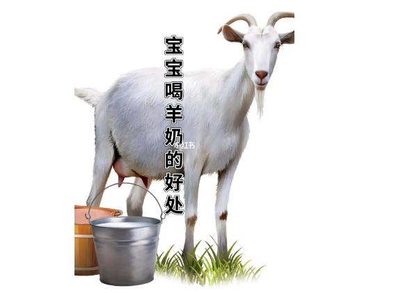 羊奶粉有什么優(yōu)點(diǎn)？嬰兒喝牛奶粉好還是羊奶粉好？