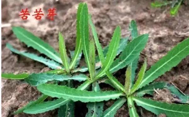 什么是胃炎？胃炎吃苦菜有什么好處？