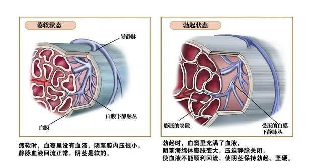 昆山紫荊醫(yī)院泌尿科專家：在“快樂”的中途“疲軟”怎么辦？