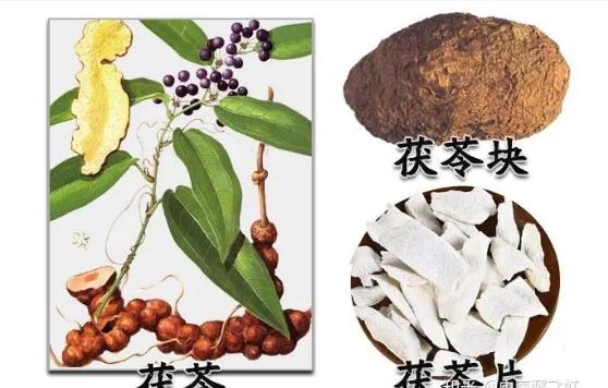 茯神都能治療什么疾??？茯神的功效作用是什么？