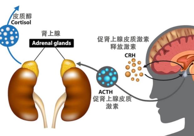 皮質(zhì)醇高與長期壓力有關(guān)嗎 皮質(zhì)醇低會影響減肥嗎