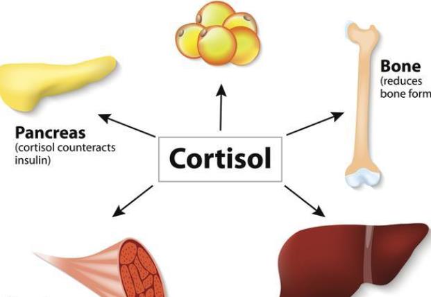 皮質(zhì)醇低會導(dǎo)致焦慮癥嗎 皮質(zhì)醇低會影響心理嗎