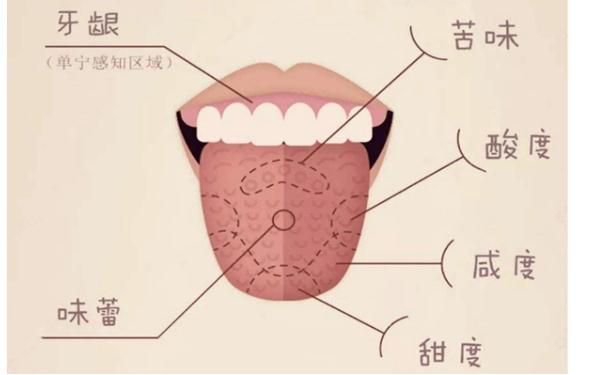 人的舌頭可以分辨出多少種味道？舌頭上有許多白色物體是什么？