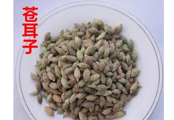 蒼耳子葉子外敷有什么作用？蒼耳子油怎樣制作？