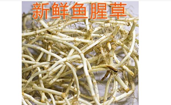 魚腥草可以治腮腺炎嗎？魚腥草能治咳嗽嗎？