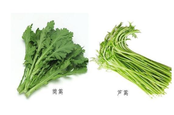 蘆蒿和茼蒿有什么區(qū)別？茼蒿可以和什么搭配吃？