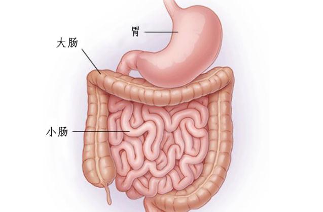 軟件纖維與大腸癌的預(yù)防是什么？軟件纖維粉對(duì)便秘有用嗎？