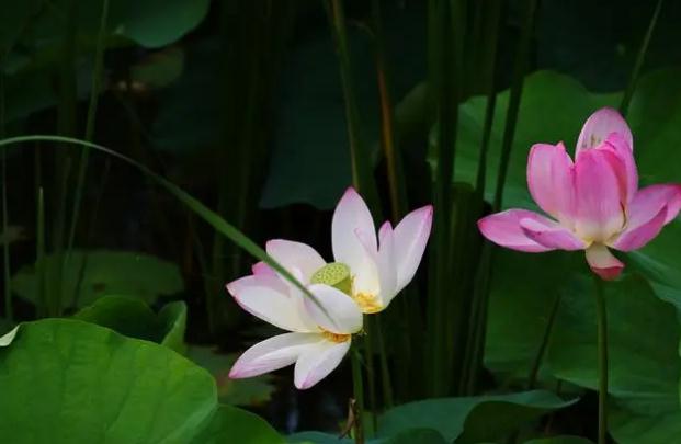 荷花酒怎么做？荷花煙為什么這么火？