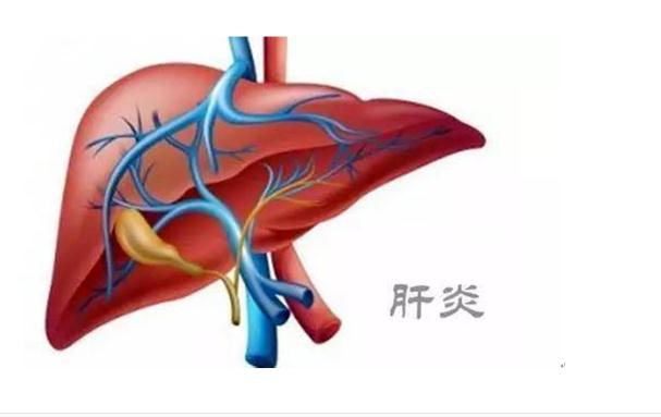 乙肝疫苗可以預(yù)防肝癌嗎？肝癌是怎么造成的呢？