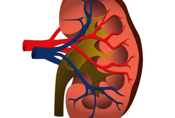 慢性腎臟病有哪些？慢性腎臟病有什么癥狀？