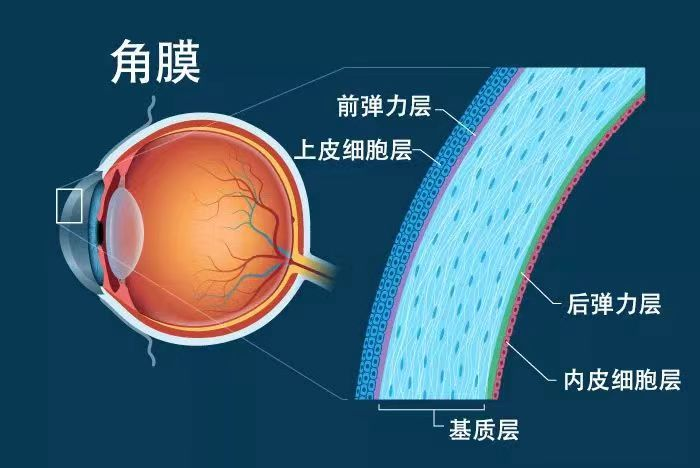 ICL晶體植入術(shù)前為什么要做角膜內(nèi)皮檢查？東莞光明眼科醫(yī)院服務(wù)周到