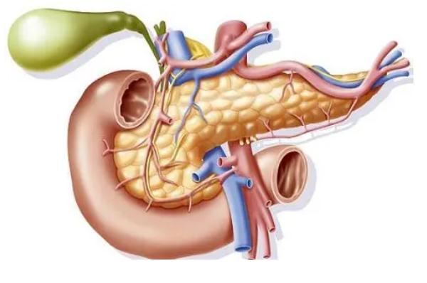 胰腺的功能 ？胰腺炎恢復(fù)期能吃胡蘿卜嗎？