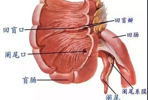 闌尾炎怎么檢查出來(lái) 闌尾炎是哪里疼