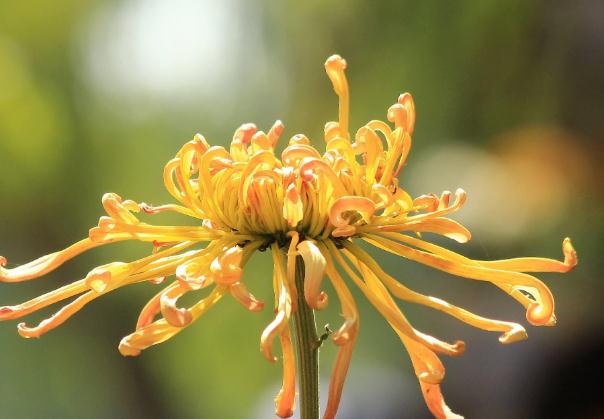 菊花腦是什么菜 ？菊花可以吃嗎？