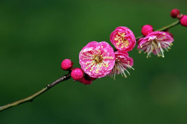 梅花糕的來歷 ？話梅花生的做法？