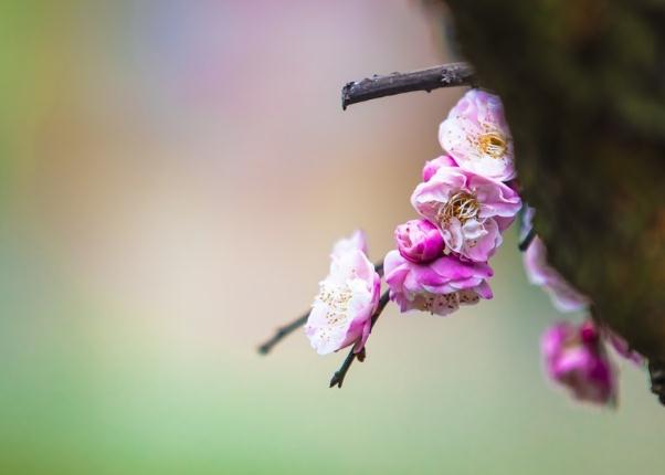 梅花的雅稱綽號別名？梅花能和雞蛋一起吃嗎？