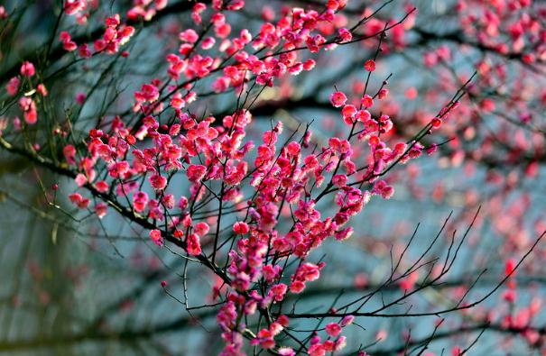 臘梅花怎樣繁殖？臘梅花怎么發(fā)朋友圈？