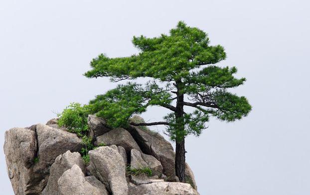 褲子上松樹(shù)油干了怎么去掉？松樹(shù)的種類？