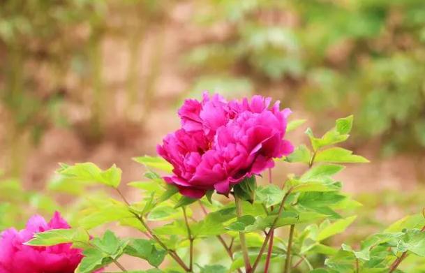 牡丹花茶可祛斑？木芙蓉牡丹花茶？