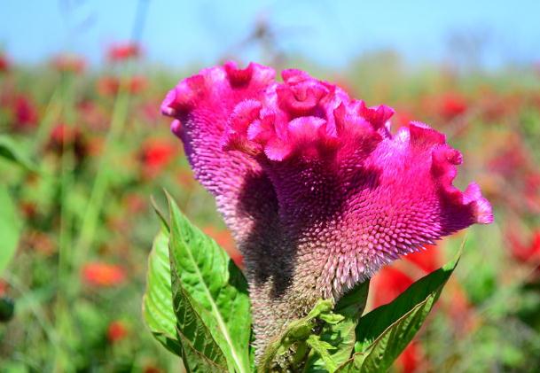 雞冠花種子的種植方法？雞冠花茶？