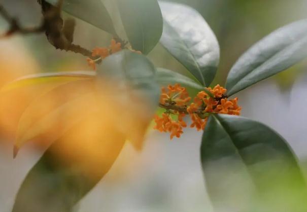 桂花茶的好處？桂花茶的其它搭配？