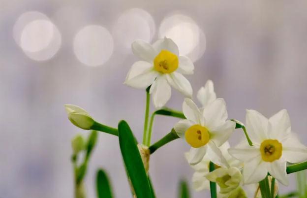 我的水仙花葉子全枯萎了？水仙花發(fā)芽開花時間？