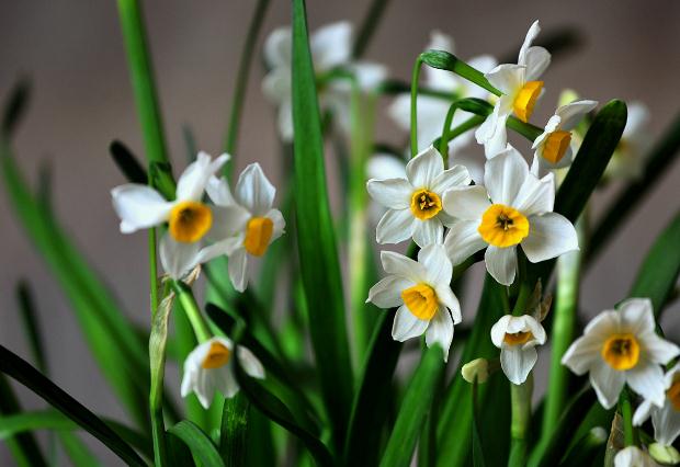 水仙花開(kāi)過(guò)后怎么處理？水仙花的葉子可以修剪嗎？