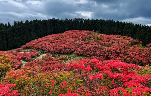 如何移栽野生杜鵑花？杜鵑花能放室內嗎？