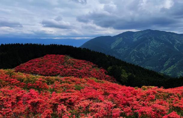 杜鵑花現(xiàn)在能插枝嗎？杜鵑花養(yǎng)殖方法有哪些？